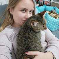 Sarman, Kedi  ŞANSLI fotoğrafı