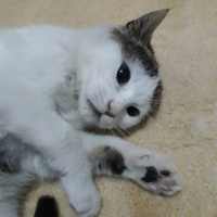 American Wirehair, Kedi  Minik fotoğrafı
