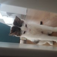 American Wirehair, Kedi  Minik fotoğrafı