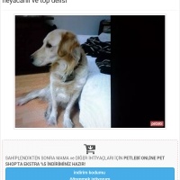 Golden Retriever, Köpek  İrem fotoğrafı