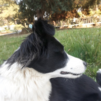 Border Collie, Köpek  Zeus fotoğrafı