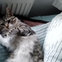 Tekir Kedi, Kedi  Leon fotoğrafı