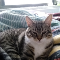 Tekir Kedi, Kedi  Leon fotoğrafı