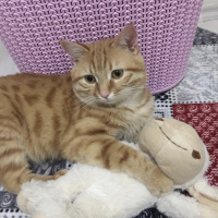 Sarman, Kedi  Faruk fotoğrafı