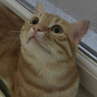 Sarman, Kedi  Faruk fotoğrafı