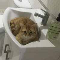 Sarman, Kedi  Faruk fotoğrafı