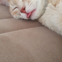 Tekir Kedi, Kedi  KARAMEL fotoğrafı