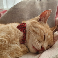 Tekir Kedi, Kedi  KARAMEL fotoğrafı