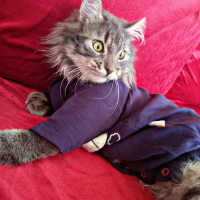 Tekir Kedi, Kedi  Voli fotoğrafı