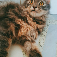 Tekir Kedi, Kedi  Voli fotoğrafı