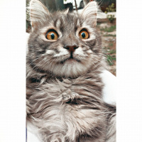 Tekir Kedi, Kedi  Voli fotoğrafı