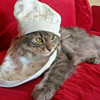 Tekir Kedi, Kedi  Voli fotoğrafı