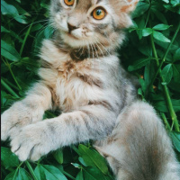 Tekir Kedi, Kedi  Voli fotoğrafı