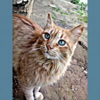 Tekir Kedi, Kedi  Voli fotoğrafı