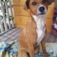 Amerikan Staffordshire Terrier, Köpek  Latte fotoğrafı