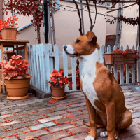 Amerikan Staffordshire Terrier, Köpek  Latte fotoğrafı