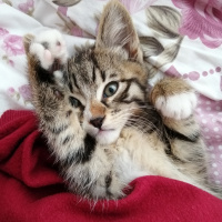 Tekir Kedi, Kedi  Bekir fotoğrafı