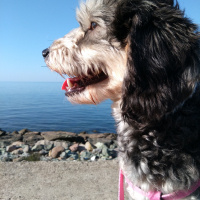 Minyatür Schnauzer, Köpek  Lili fotoğrafı