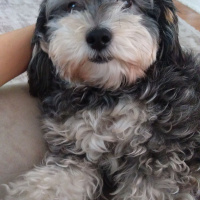 Minyatür Schnauzer, Köpek  Lili fotoğrafı
