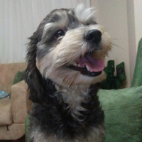 Minyatür Schnauzer, Köpek  Lili fotoğrafı