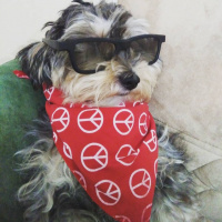 Minyatür Schnauzer, Köpek  Lili fotoğrafı
