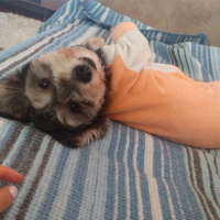 Minyatür Schnauzer, Köpek  Lili fotoğrafı