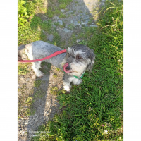 Minyatür Schnauzer, Köpek  Lili fotoğrafı