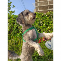 Minyatür Schnauzer, Köpek  Lili fotoğrafı