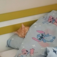 Sarman, Kedi  Waffle fotoğrafı
