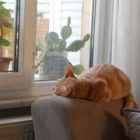 Sarman, Kedi  Waffle fotoğrafı