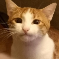 Sarman, Kedi  Waffle fotoğrafı