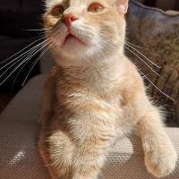 Sarman, Kedi  Waffle fotoğrafı