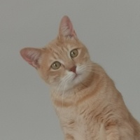Sarman, Kedi  Waffle fotoğrafı
