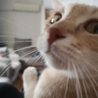 Sarman, Kedi  Waffle fotoğrafı