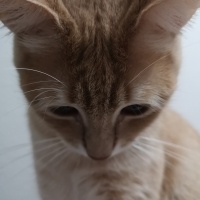 Sarman, Kedi  Waffle fotoğrafı