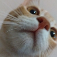 Sarman, Kedi  Waffle fotoğrafı
