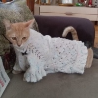 Sarman, Kedi  Waffle fotoğrafı