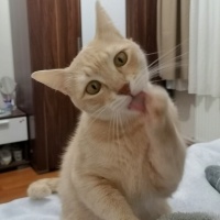 Sarman, Kedi  Waffle fotoğrafı