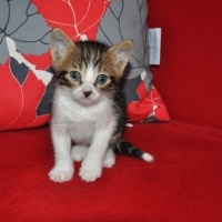 Abyssinian, Kedi  Gonzales fotoğrafı