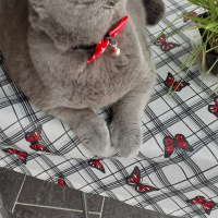 British Shorthair, Kedi  leo fotoğrafı