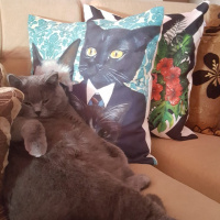 British Shorthair, Kedi  leo fotoğrafı