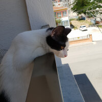 Tekir Kedi, Kedi  Pamuk fotoğrafı