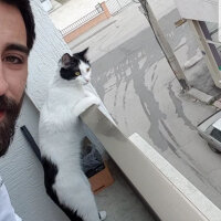 Tekir Kedi, Kedi  Pamuk fotoğrafı