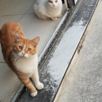 Tekir Kedi, Kedi  Pamuk fotoğrafı