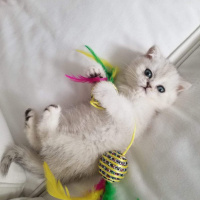 British Shorthair, Kedi  Lulu fotoğrafı