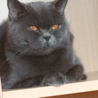 British Shorthair, Kedi  pudding fotoğrafı