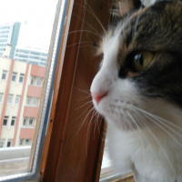 Tekir Kedi, Kedi  Pemır fotoğrafı
