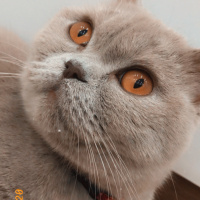 British Shorthair, Kedi  MİSHA fotoğrafı