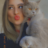 British Shorthair, Kedi  MİSHA fotoğrafı