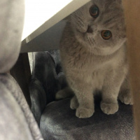 British Shorthair, Kedi  MİSHA fotoğrafı